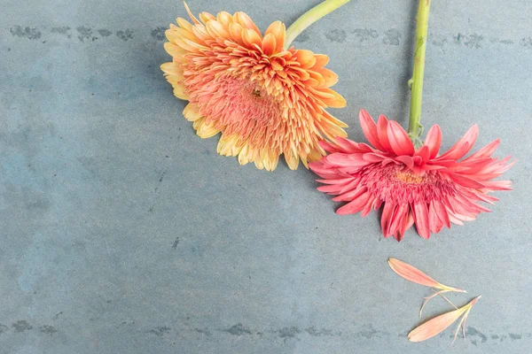 绿松石破旧别致背景上可爱的非洲菊雏菊花 — 图库照片