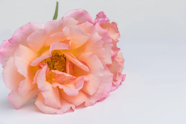 Verse bos bloemen roze rozen. — Stockfoto