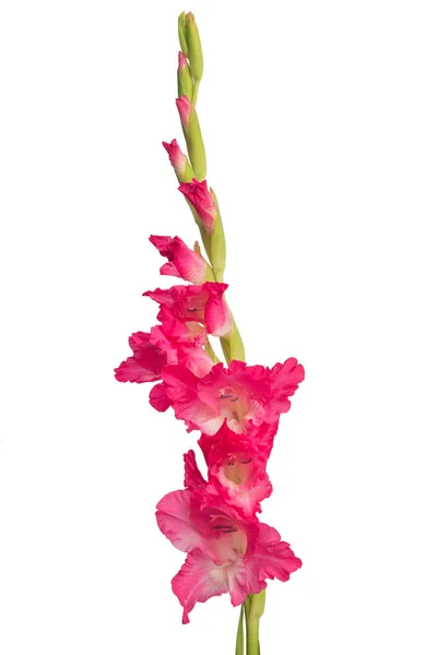 Roze gladiolen bloem geïsoleerd op witte achtergrond. — Stockfoto