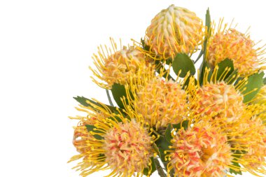 Sarı leucospermum cordifolium çiçek (iğnelik protea)