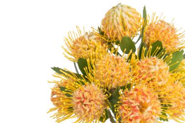 Yellow leucospermum cordifolium flower (pincushion protea) clipart