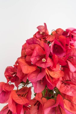 Bougainvillea çiçek. Bloom pembe Begonviller