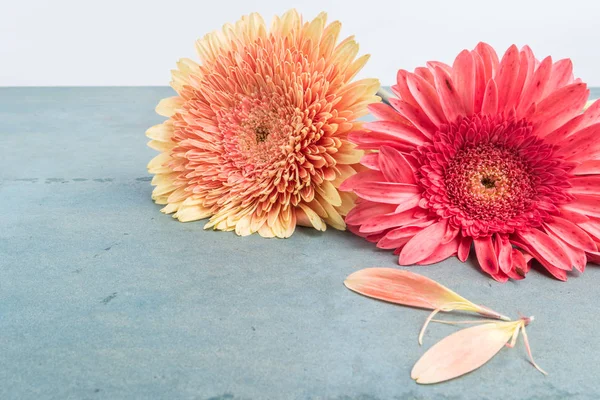 Schöne Gerbera Gänseblümchen Blumen auf türkisfarbenem Shabby Chic Hintergrund — Stockfoto