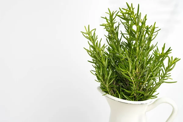 Fresh thyme herb grow in vase. — Stock Photo, Image