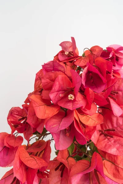 Bougainvillea bloem. Bloom roze bougainville — Stockfoto