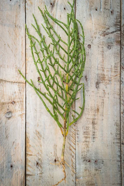 Taze çiğ yeşil samphire