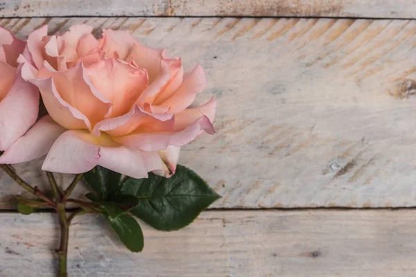 Frischer Strauß rosa Rosen. — Stockfoto