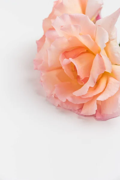 粉红玫瑰鲜花束新鲜. — 图库照片
