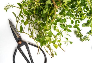 Demet kekik ve beyaz arka plan için makaslar