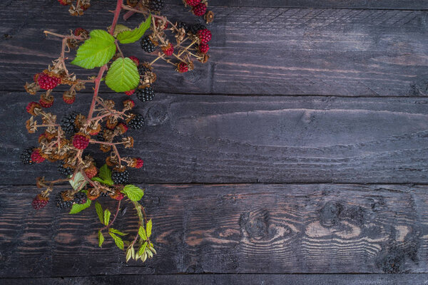 Ripe and unripe wild blackberries on dark background