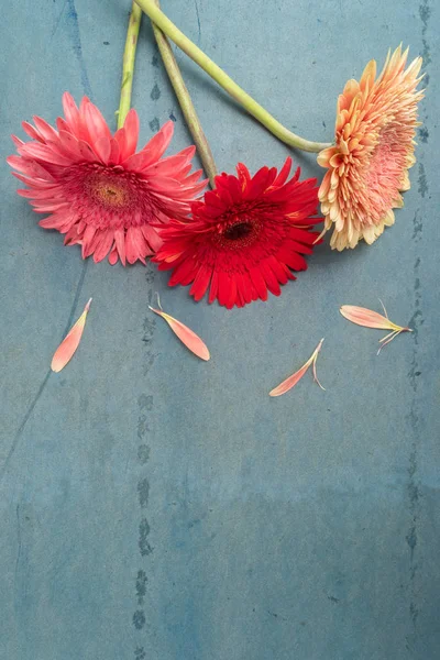 Prachtige gerbera daisy bloemen op turquoise shabby chique achtergrond — Stockfoto