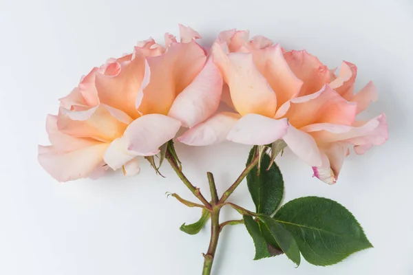 粉红玫瑰鲜花束新鲜. — 图库照片