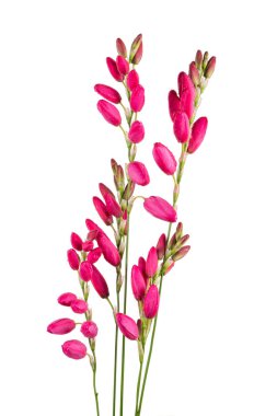 Güzel pembe zambaklar