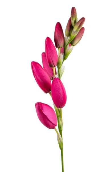 漂亮的粉红百合花 — 图库照片