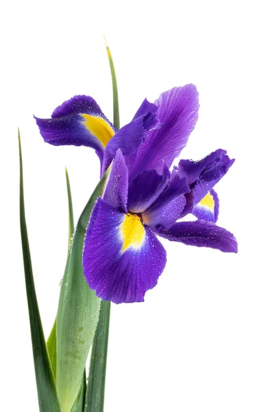 Bellissimo fiore di iris viola scuro — Foto Stock