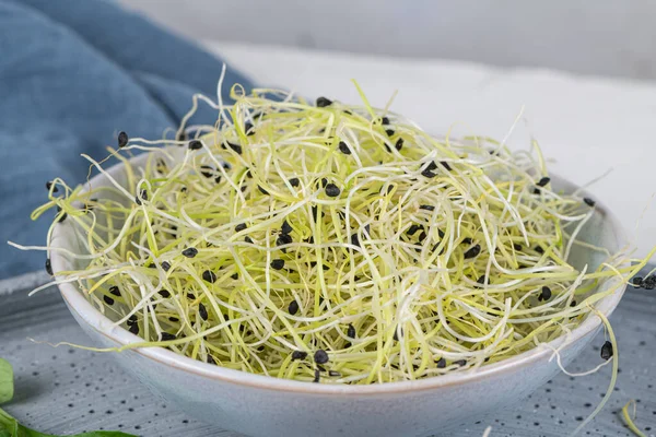 Knoblauchsprossen. Mikrogrün. grüne Sämlinge, junge Pflanzen und Kotyledonen — Stockfoto