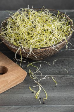 Sarımsak filizi. Mikroçimler. Yeşil fidanlar, genç bitkiler ve pamuklar