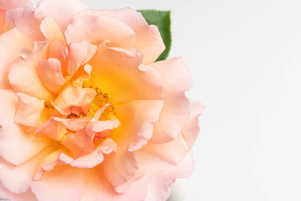 孤立的白色背景上新鲜的一束粉红玫瑰. — 图库照片