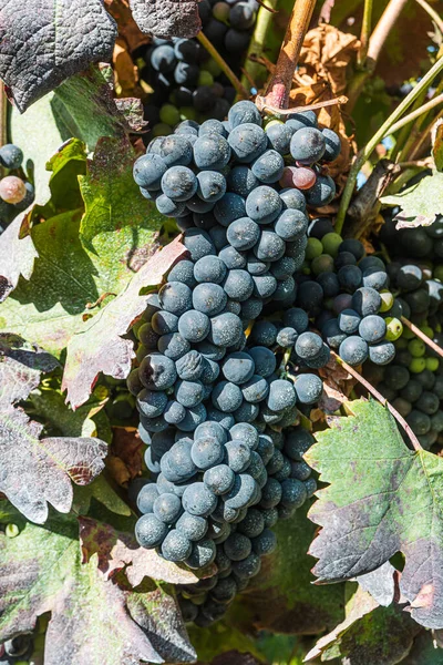 Nahaufnahme Von Beeren Und Blättern Der Weinrebe Einzelne Trauben Reifer — Stockfoto