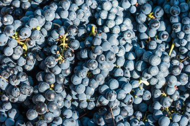 Böğürtlen ve üzüm yapraklarını kapatın. Arka planda yeşil yapraklarda asılı duran bir grup olgun kırmızı şarap üzümü. Şarap yapmak için yetiştirilen üzüm bağlarının ekimi, bağcıklık..