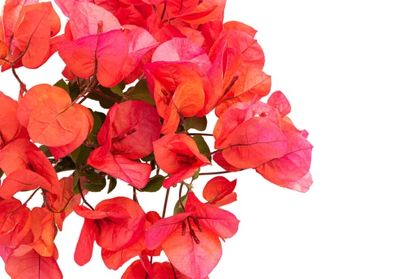 白い背景に孤立した美しいピンクの赤いブーゲンビリアの開花 — ストック写真