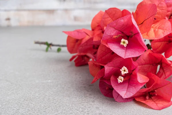 Hermosa Rosa Rojo Buganvilla Floreciendo Fondo Cemento — Foto de Stock