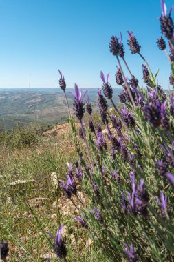 Güzel ve yaz menekşe lavanta tarlası. Aromaterapi lavantası.