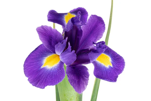 Bellissimo Fiore Iris Viola Scuro Isolato Sfondo Bianco — Foto Stock