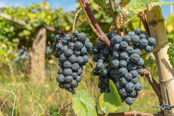 Close Berries Leaves Grape Vine Single Bunch Ripe Red Wine — Stock Photo, Image