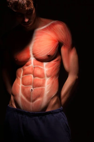 男性身体 人体躯干肌肉的解剖 — 图库照片