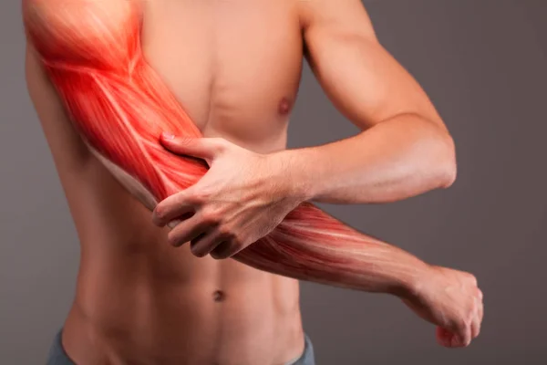 İnsan kolu kas. İnsan kolu anatomisi.