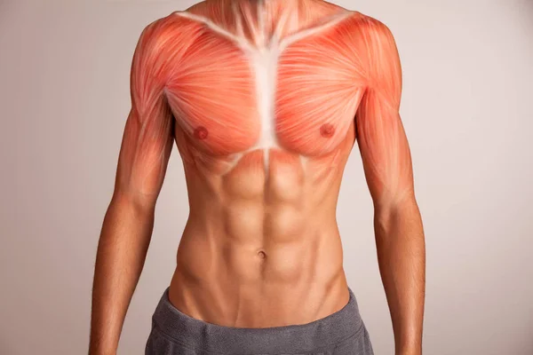人的胸部肌肉. — 图库照片