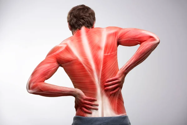 Спина болит. Обратный вид туловища спортсмена с мышечной структурой . — стоковое фото