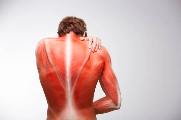 Back musculature illustration pain — Stock Photo, Image