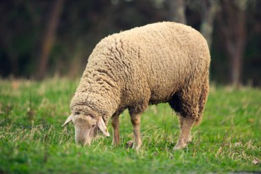 Yeşil çim çayır üzerinde otlatma kuzu
