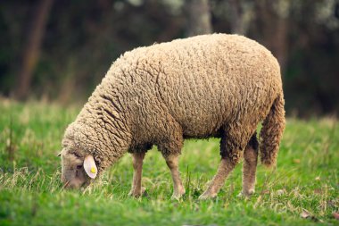 Yeşil çim çayır üzerinde otlatma kuzu