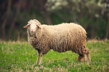 Yeşil çim çayır üzerinde otlatma kuzu