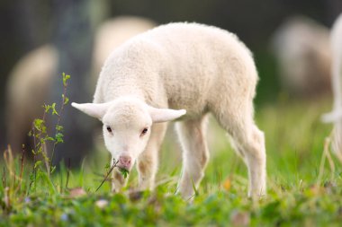 Lamb grazing on green grass meadow clipart