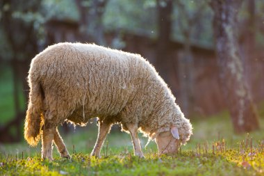 Lamb grazing on green grass meadow clipart