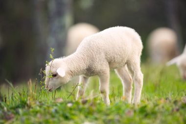 Lamb grazing on green grass meadow clipart