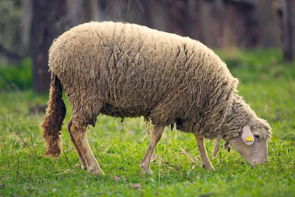 Lamm weidet auf grüner Wiese — Stockfoto