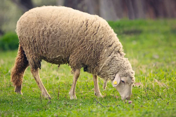 Lamm weidet auf grüner Wiese — Stockfoto