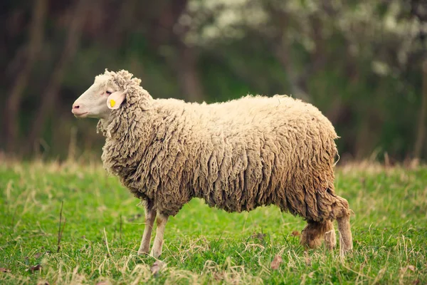 Yeşil çim çayır üzerinde otlatma kuzu