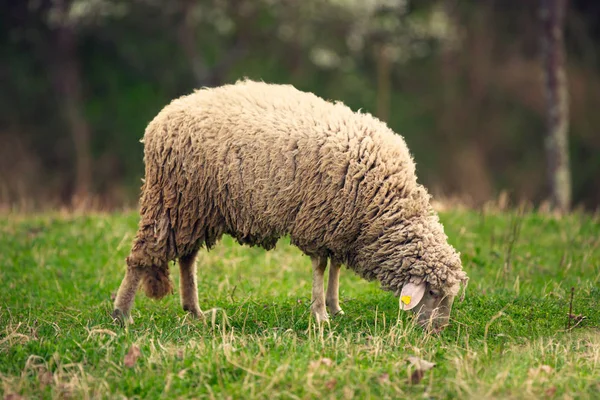 Pâturage d'agneau sur prairie d'herbe verte — Photo