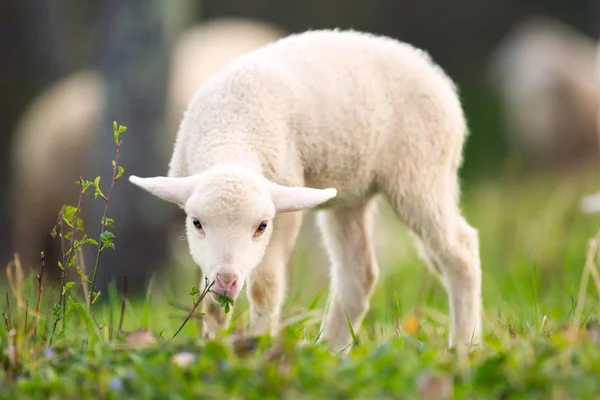 Pâturage d'agneau sur prairie d'herbe verte — Photo