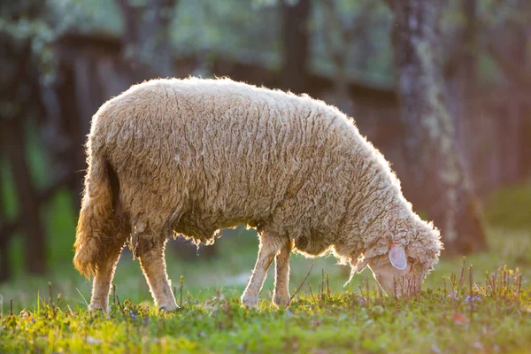 Pastoreio de cordeiro no prado de grama verde — Fotografia de Stock