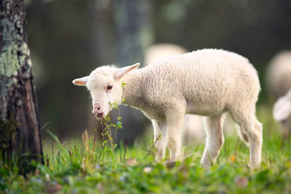 Lamb pasoucí se na louce zelené trávy — Stock fotografie