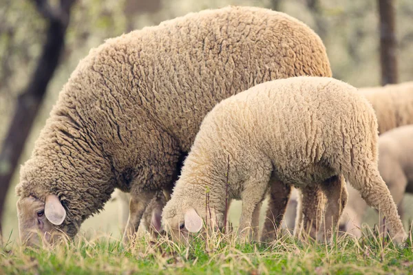 Pâturage d'agneau sur prairie d'herbe verte — Photo