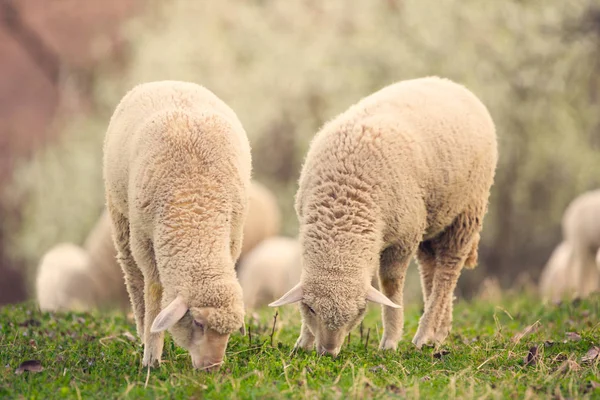 Pâturage d'agneau sur prairie d'herbe verte — Photo