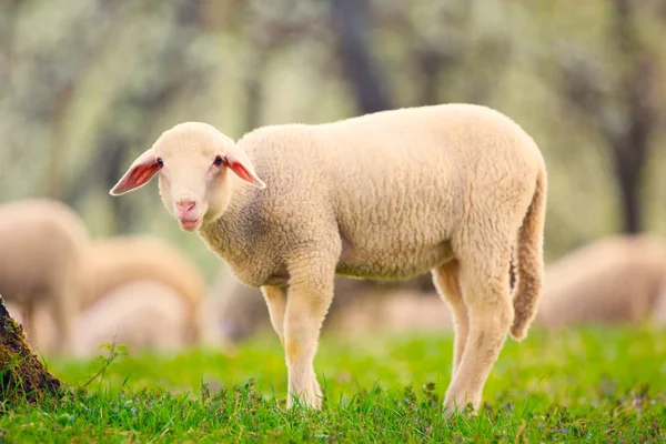 緑の草の牧草地で放牧羊 — ストック写真